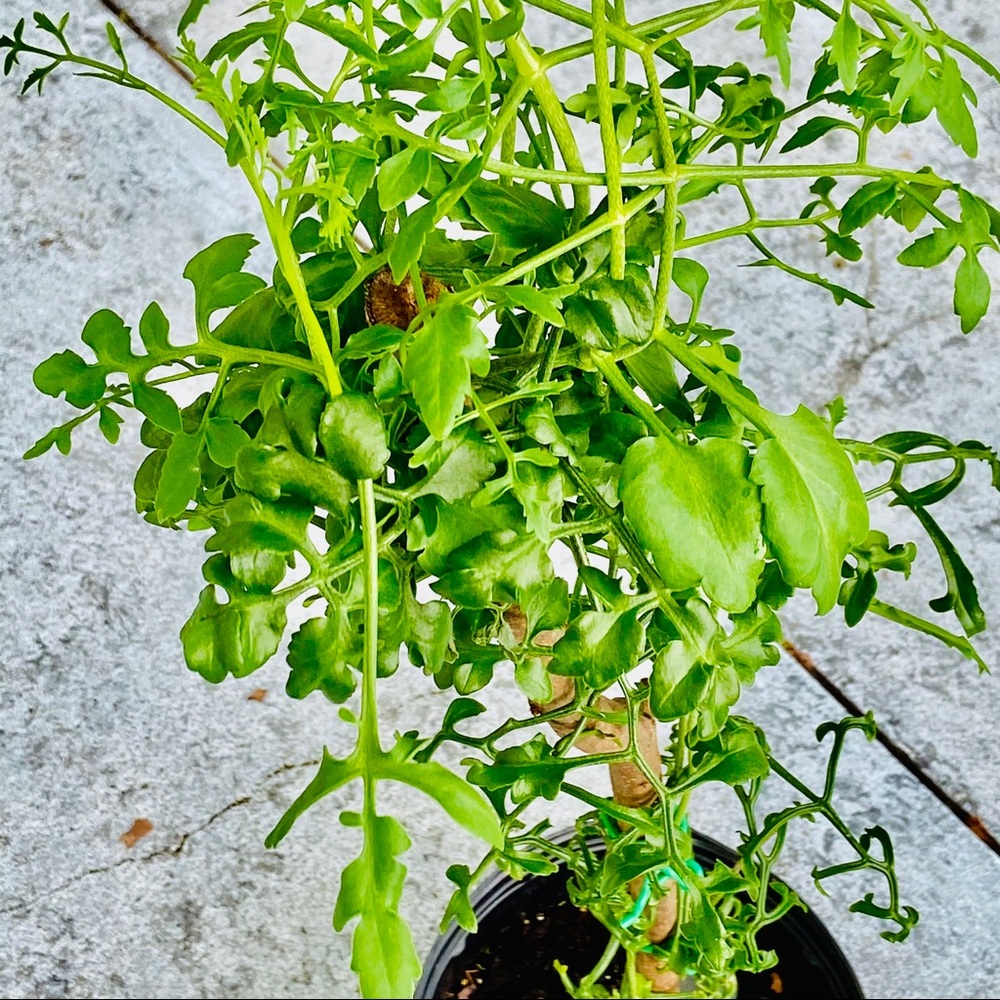 UNROOTED Cuttings RARE Kalanchoe Schizophylla Two Cuttings - Picture 6 of 17